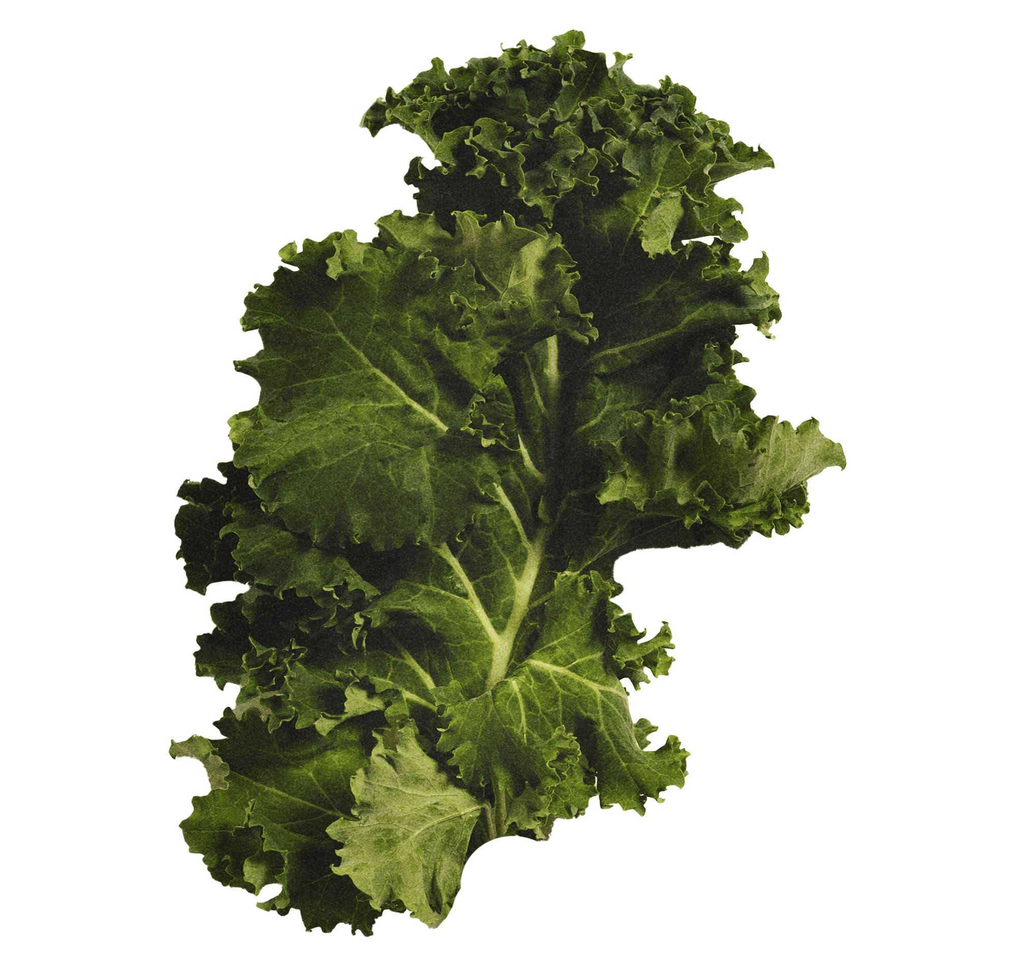 I vegetali