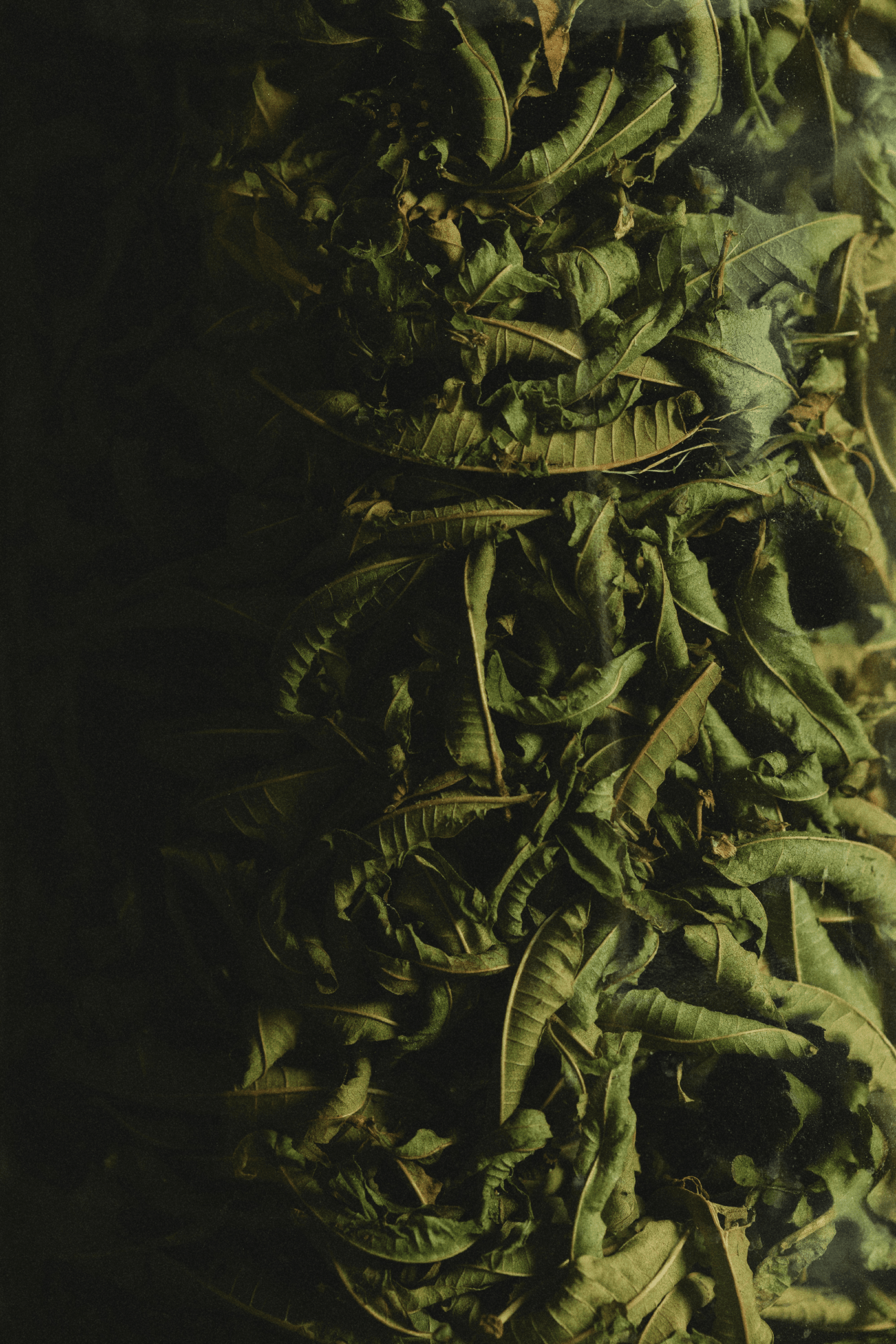 CI PRENDIAMO UNA PAUSA venerdì 26 dicembre e DA Lunedì 5 a giovedì 15 gennaio COMPRESI.